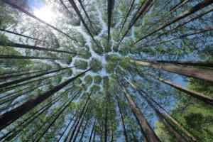 préserver la forêt